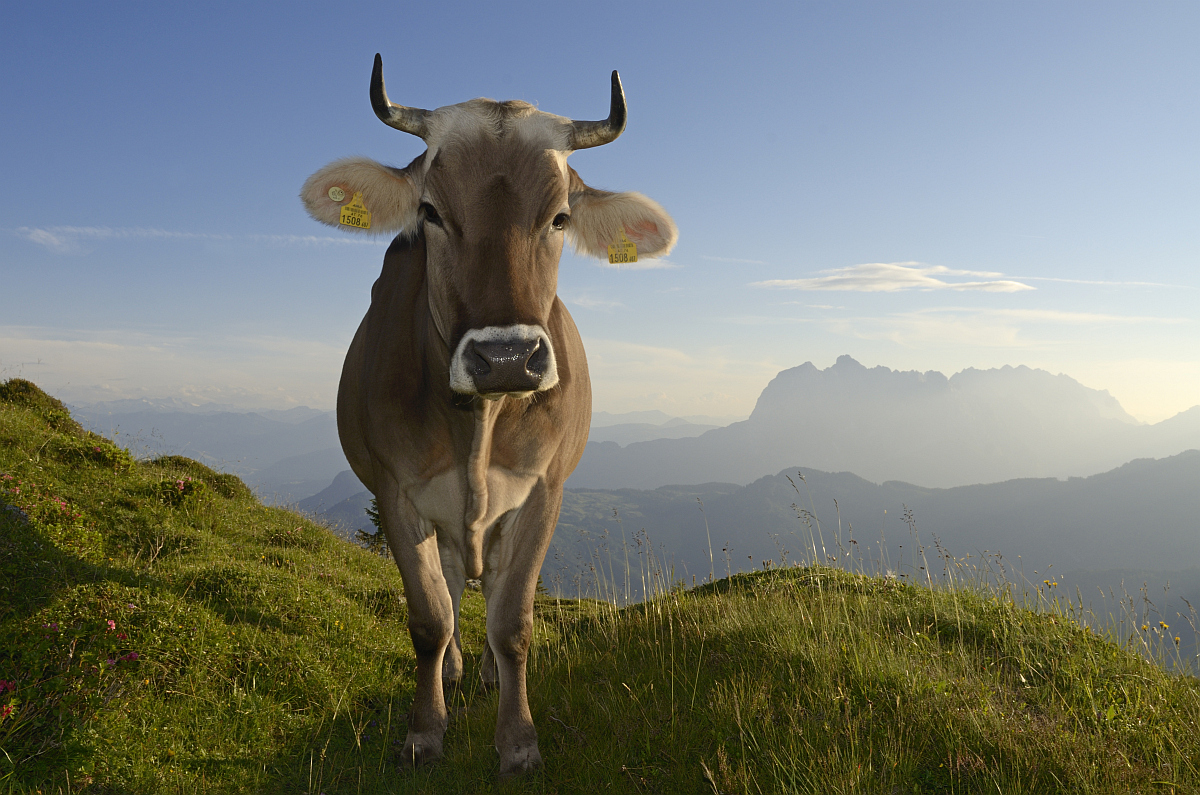 Ferienwohnung Reit im Winkl, Kuh auf der Eggenalm © Eisele Hein